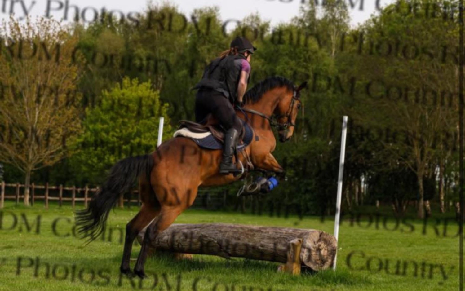 "Magic " Bay Gelding All Rounder