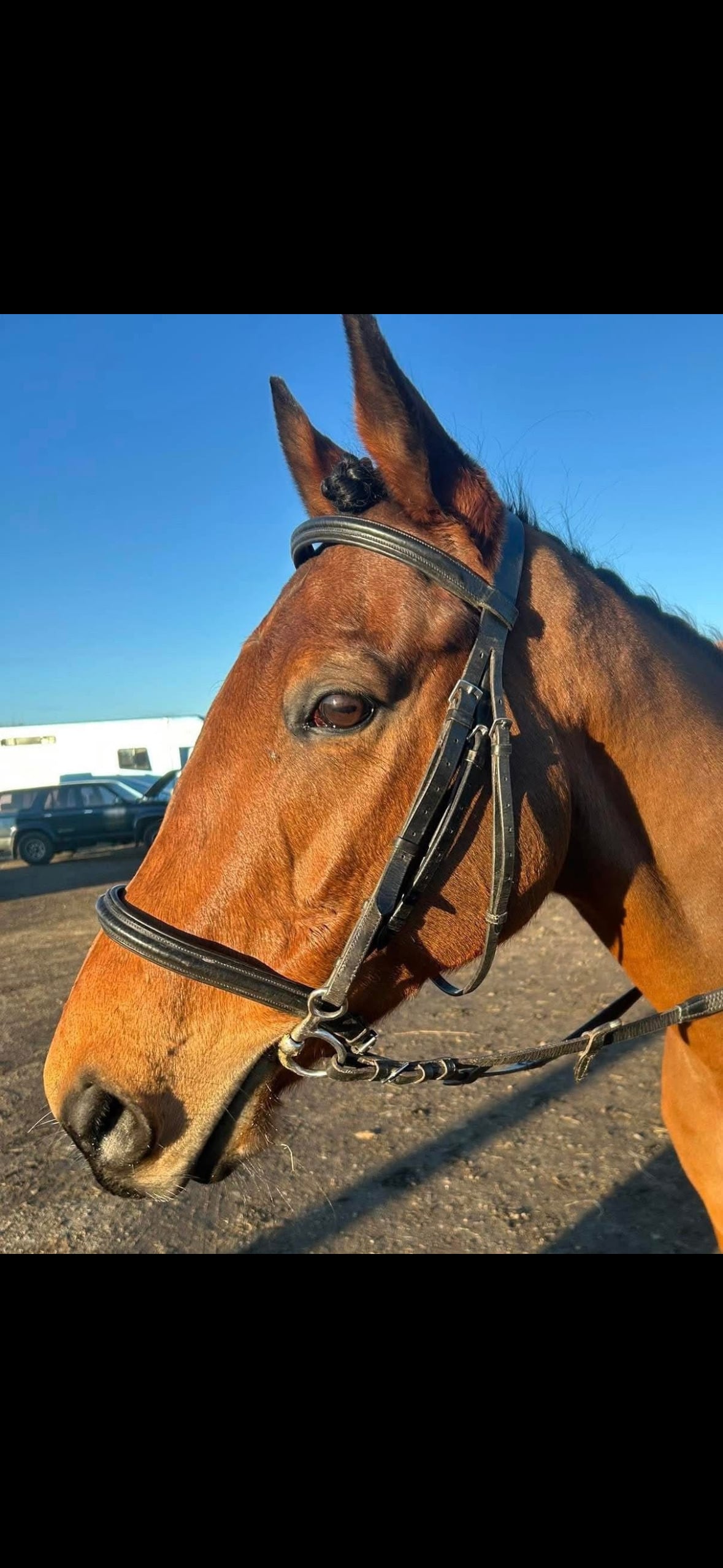 Cambridge "Magic " Bay Gelding All Rounder