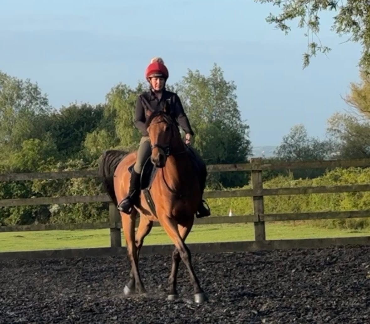 "Magic " Bay Gelding All Rounder - Horses in Cambridge