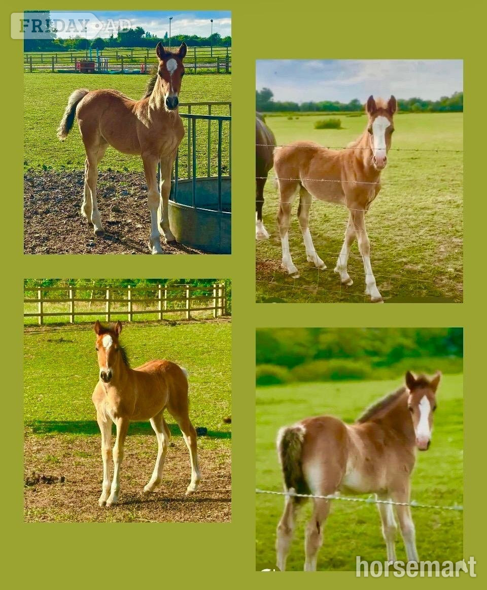 "No Names as yet "  Colt Youngstock / Foal in Maidenhead