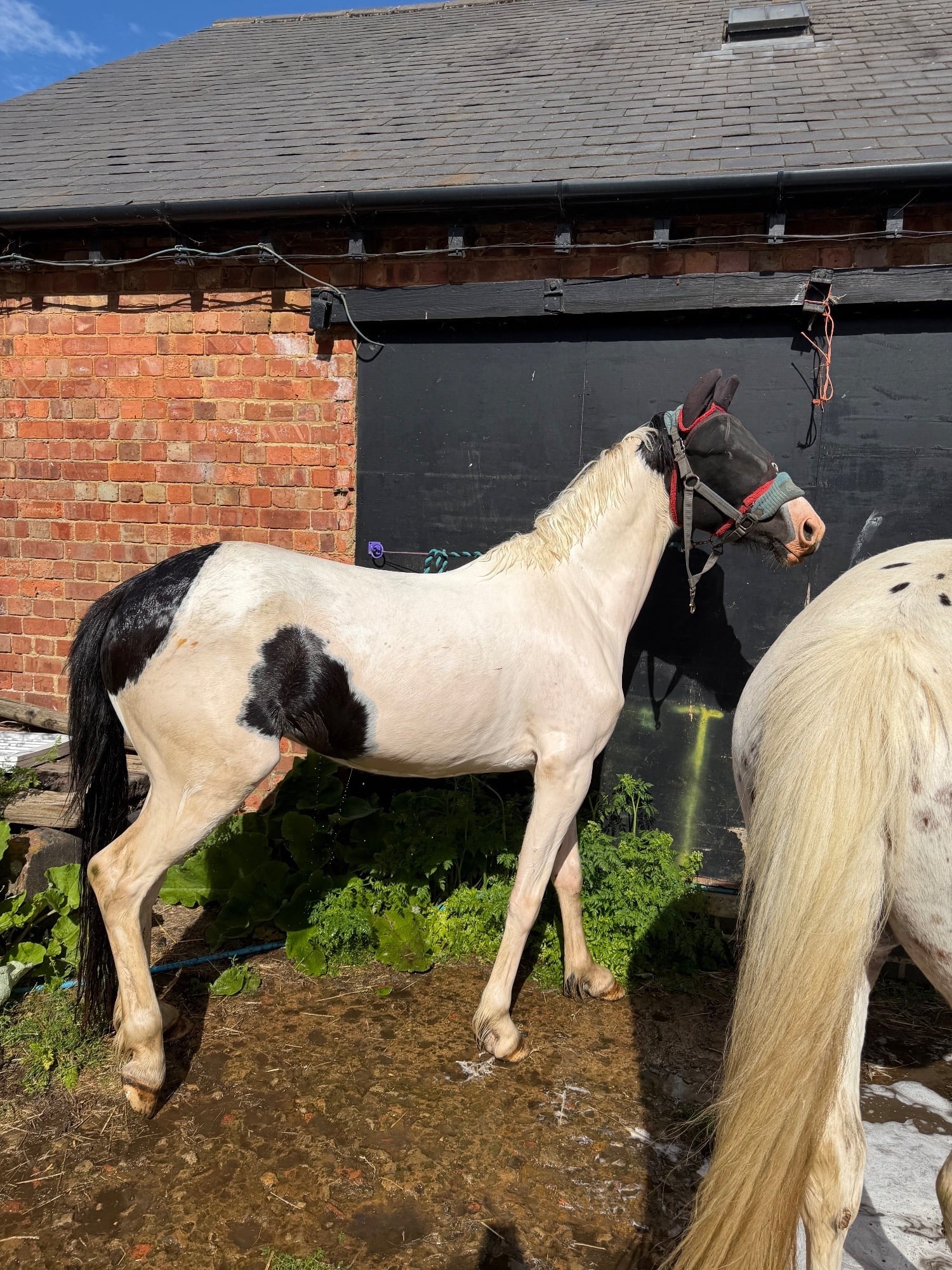 "Nobby " Piebald Gelding All Rounder