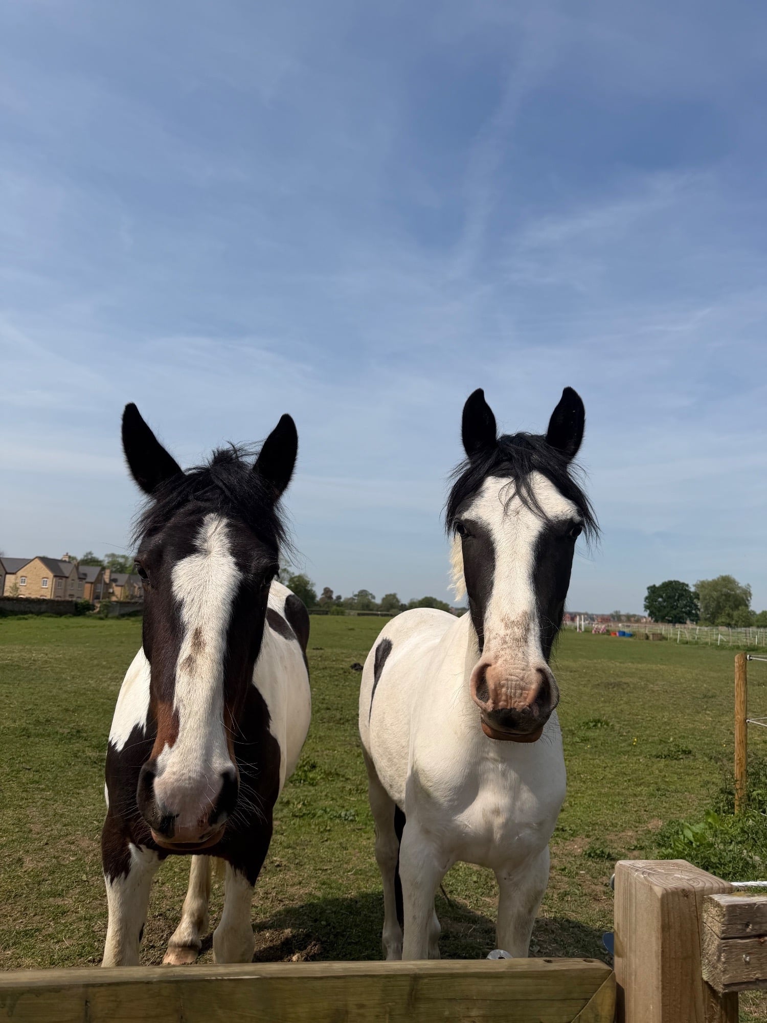 "Nobby " Piebald Gelding All Rounder - Horses in Northampton