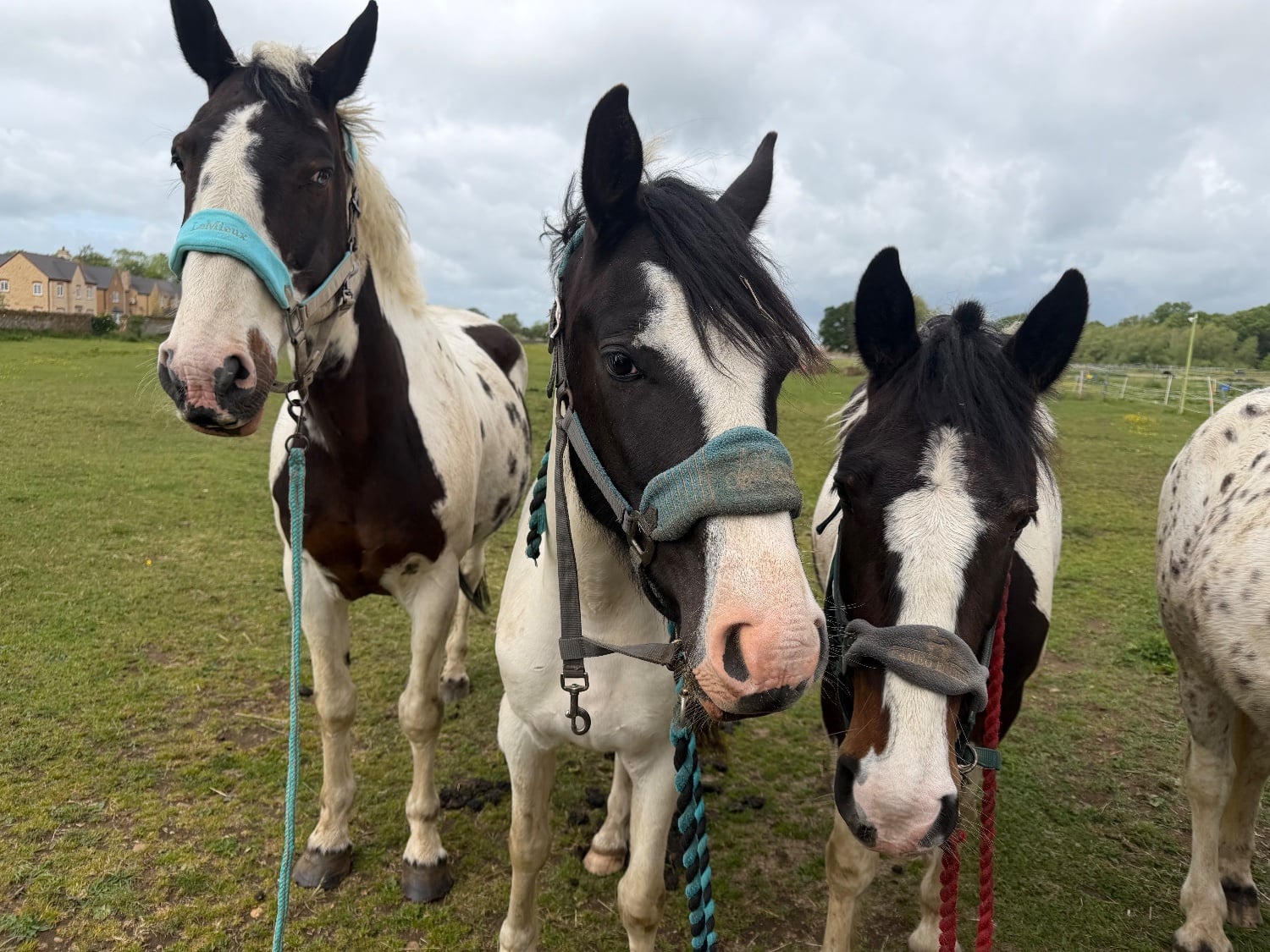 Northampton "Nobby " Piebald Gelding All Rounder