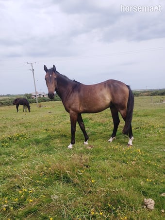 "Fred Bear" Bay Gelding Young Sport Horse