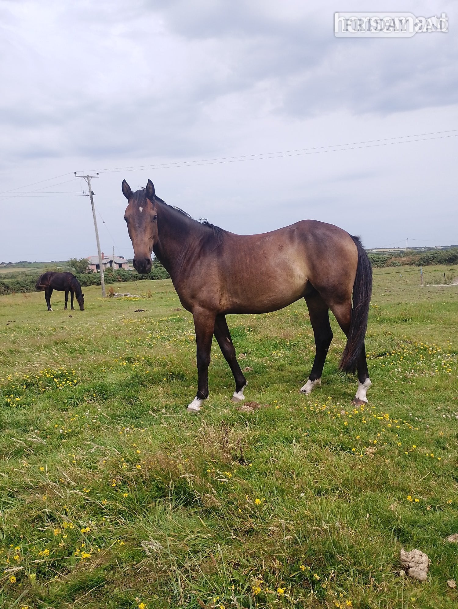 "Fred Bear" Bay Gelding Young Sport Horse in Helston