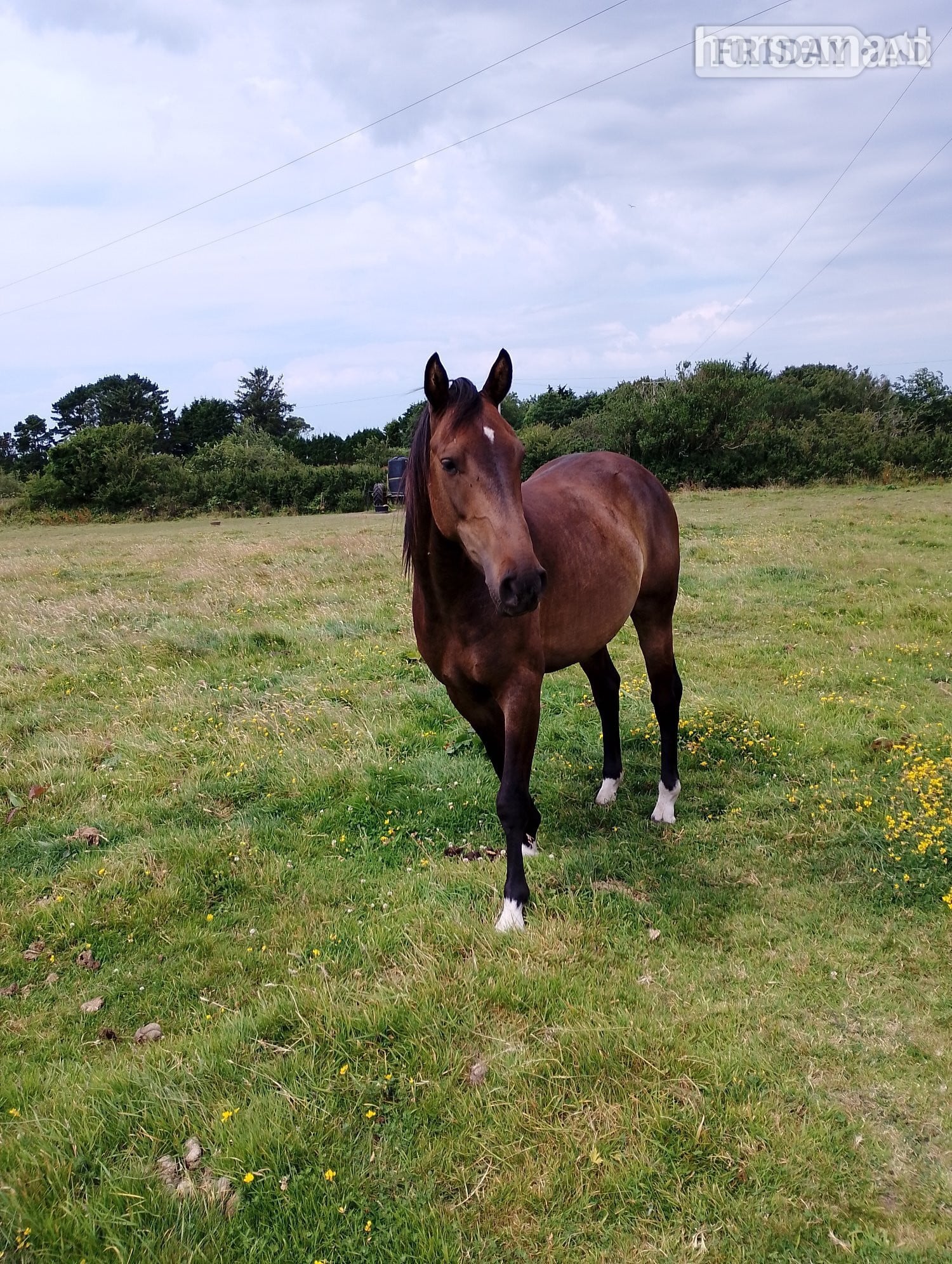 Helston "Fred Bear" Bay Gelding Young Sport Horse