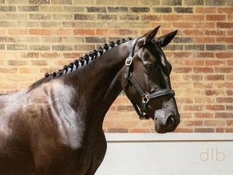 "JDS GLANZETTI " Black Mare Dressage Horse