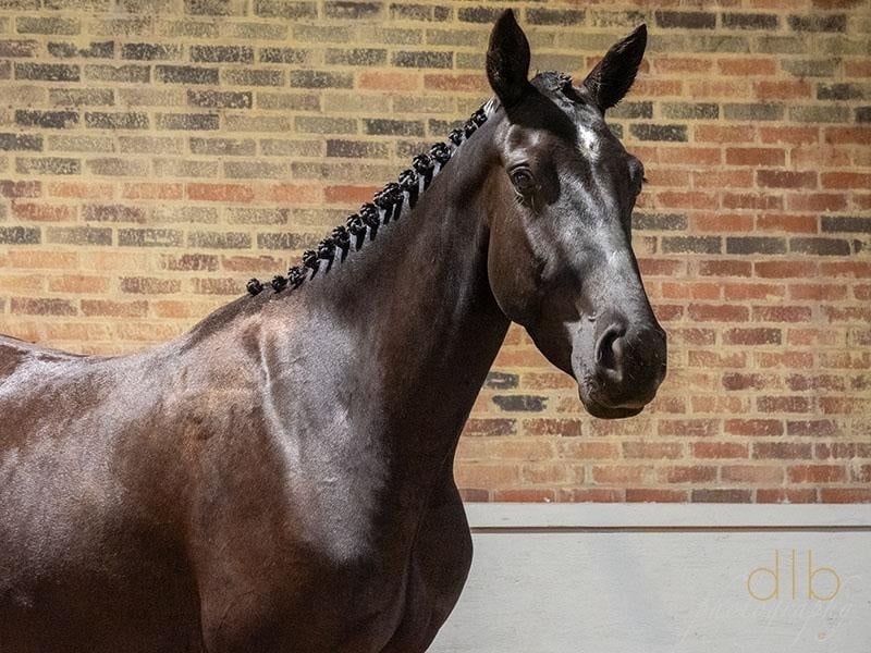 "JDS GLANZETTI " Black Mare Dressage Horse