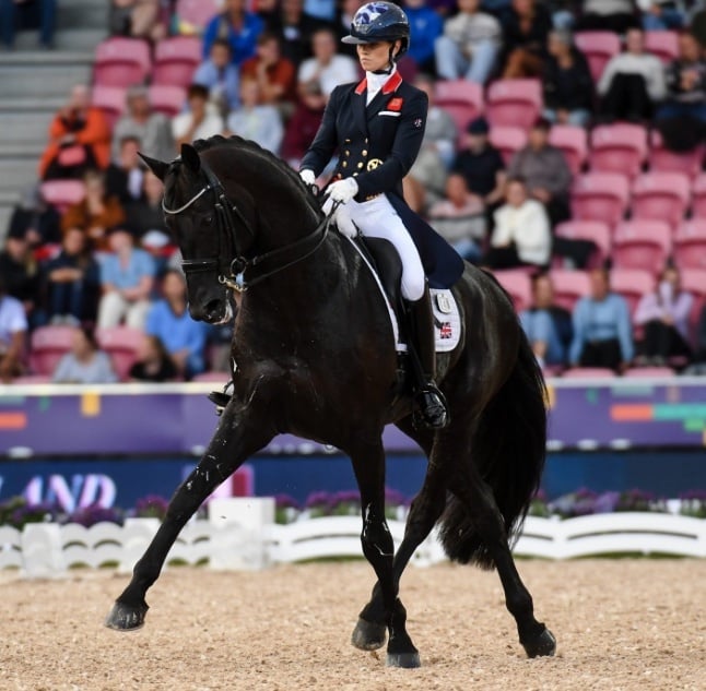"JDS GLANZETTI " Black Mare Dressage Horse - Horses in Whitchurch