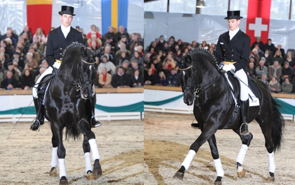 "JDS GLANZETTI " Black Mare Dressage Horse - Horses