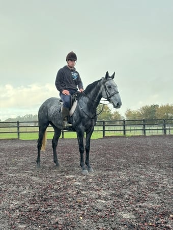 "Watermill" Dapple Grey Gelding Eventer