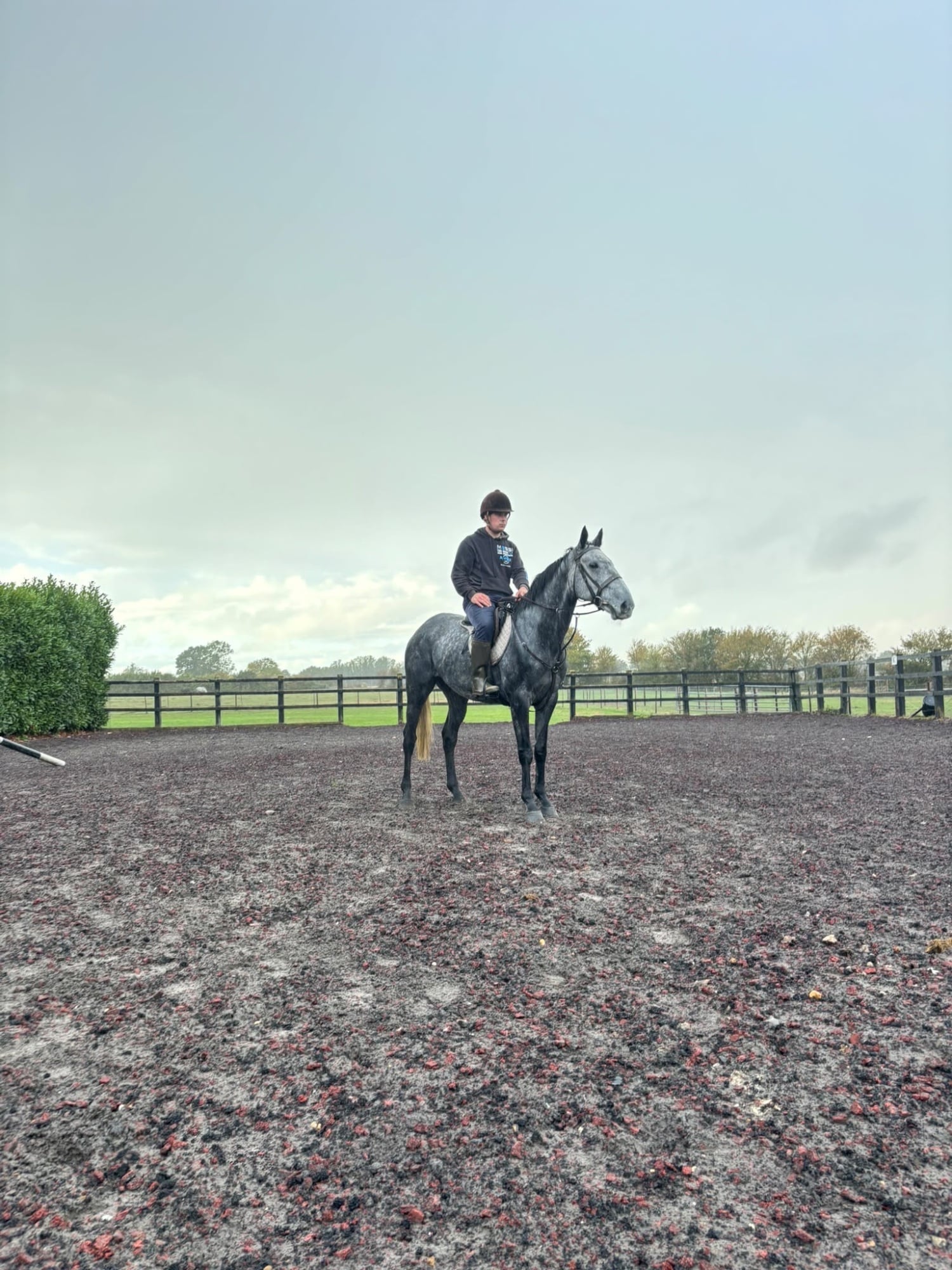 "Watermill" Dapple Grey Gelding Eventer