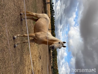 "Gorgeous Gucci " Palomino Colt Stallion