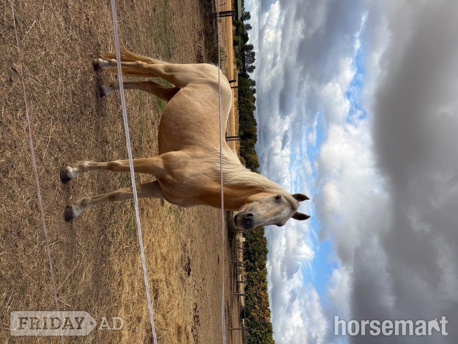 "Gorgeous Gucci " Palomino Colt Stallion in Wolverhampton