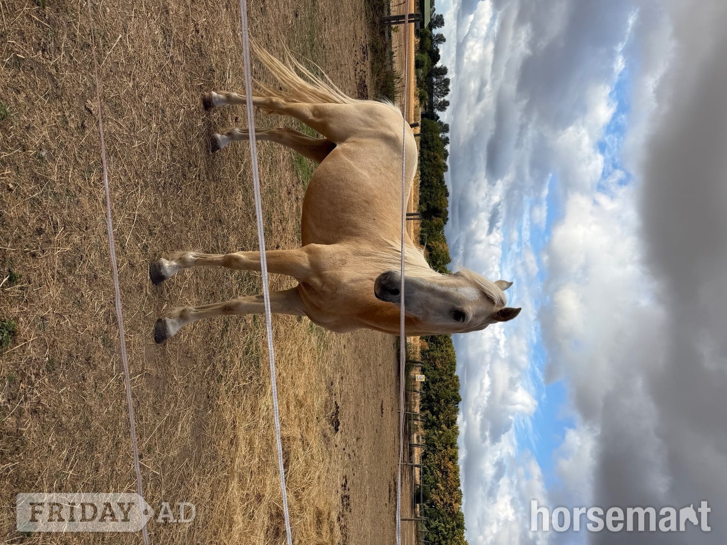 "Gorgeous Gucci " Palomino Colt Stallion