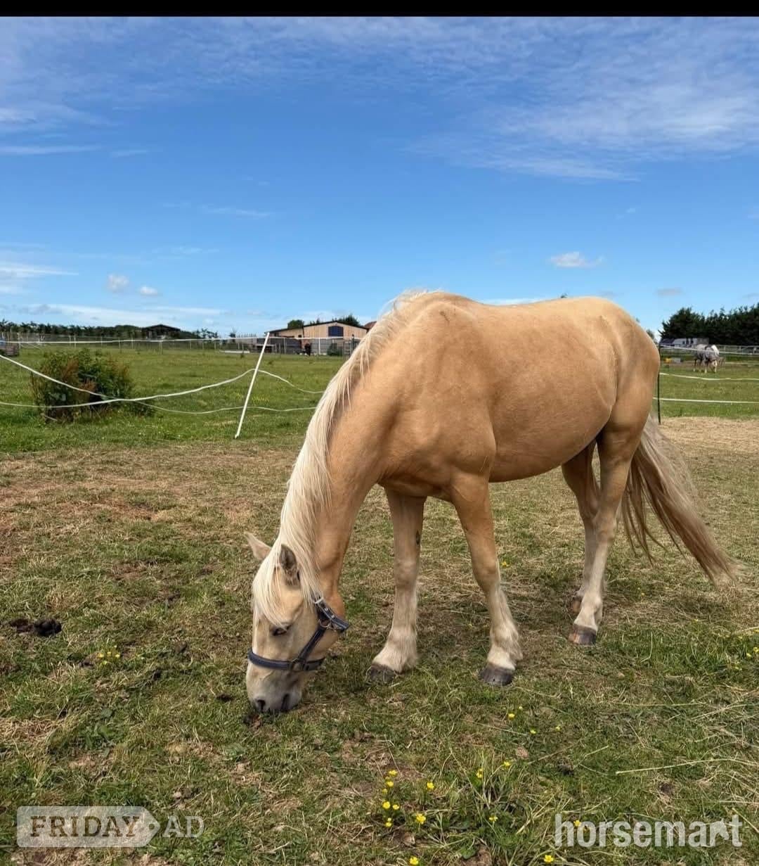 Wolverhampton "Gorgeous Gucci " Palomino Colt Stallion