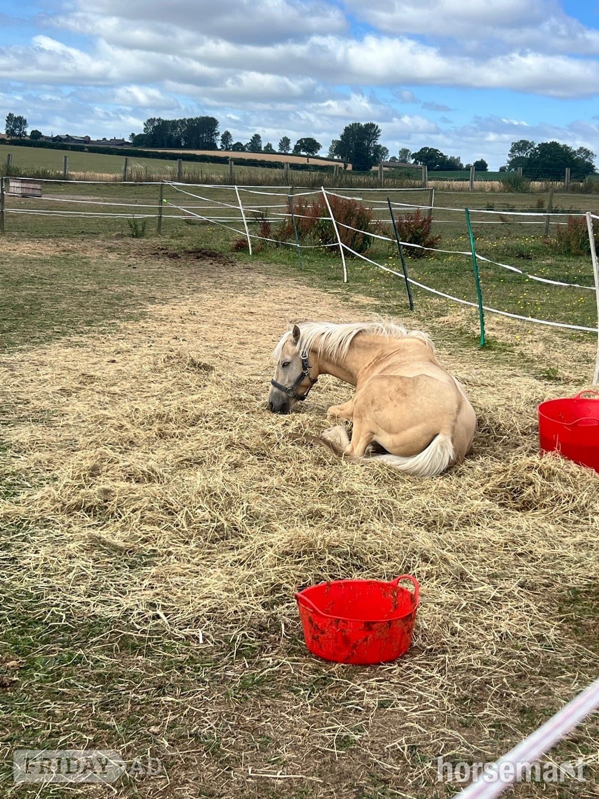 "Gorgeous Gucci " Palomino Colt Stallion - Horses in Wolverhampton