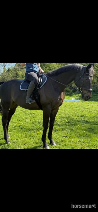 "Bentley " Dark Brown Gelding Ex Racehorse