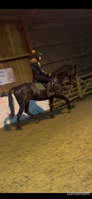 "Bentley " Dark Brown Gelding Ex Racehorse