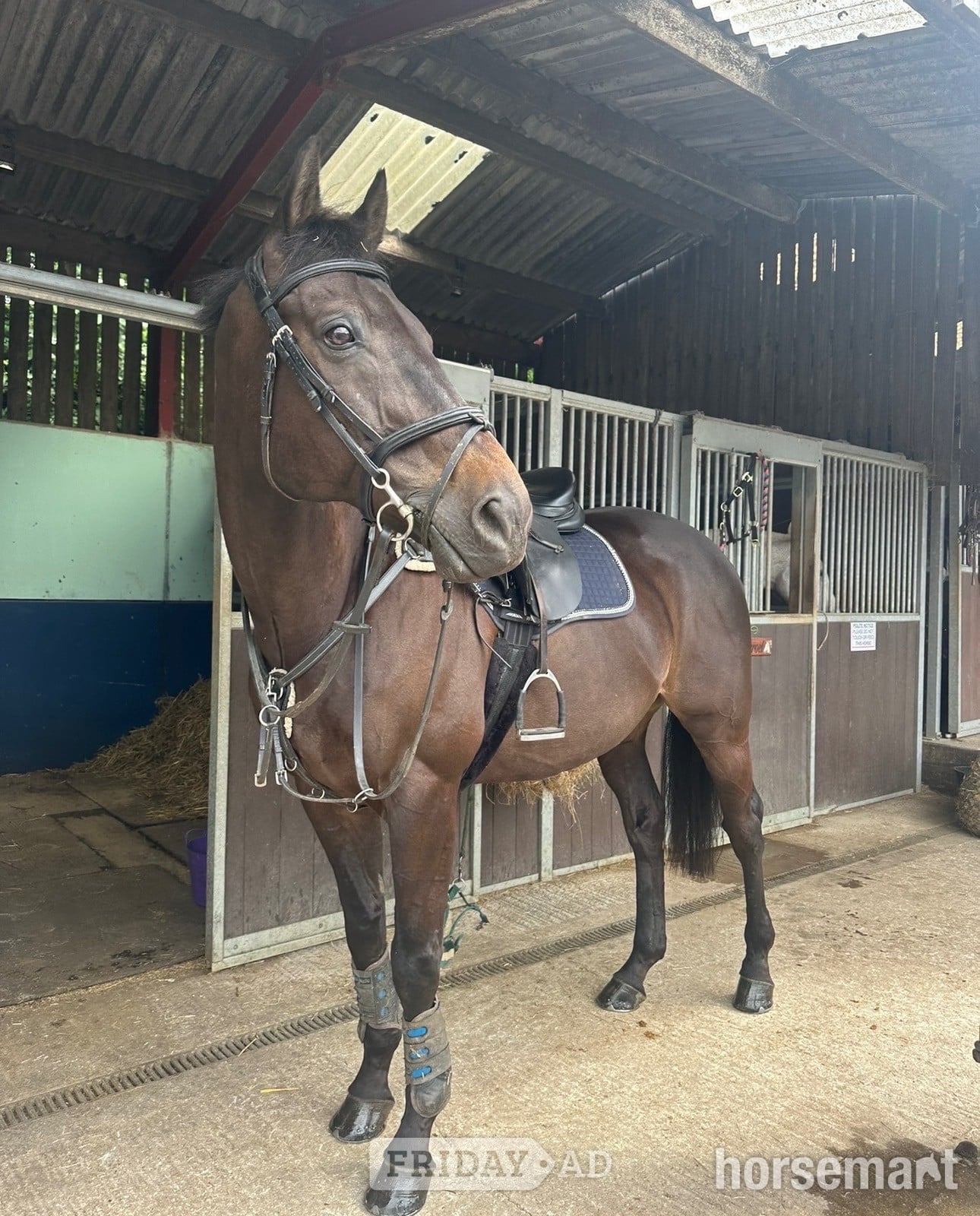 "Bentley " Dark Brown Gelding Ex Racehorse