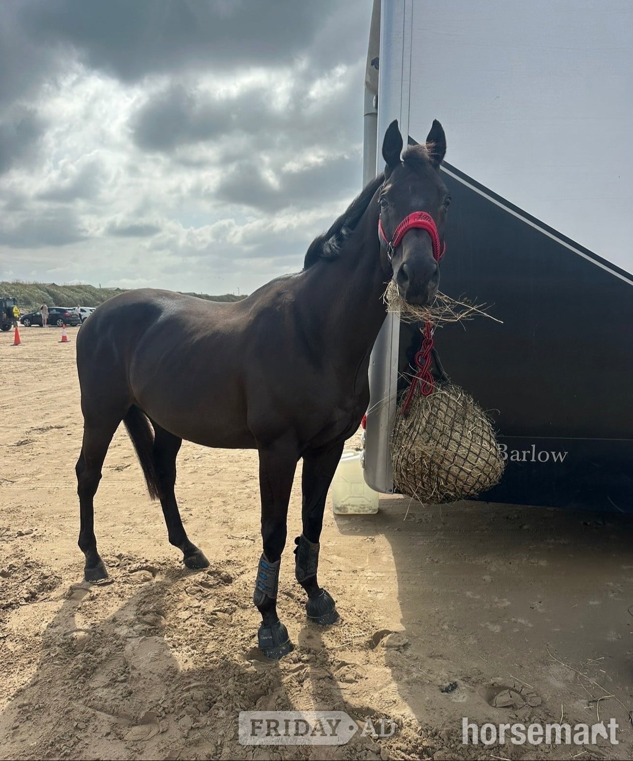 "Bentley " Dark Brown Gelding Ex Racehorse - Horses in Bath