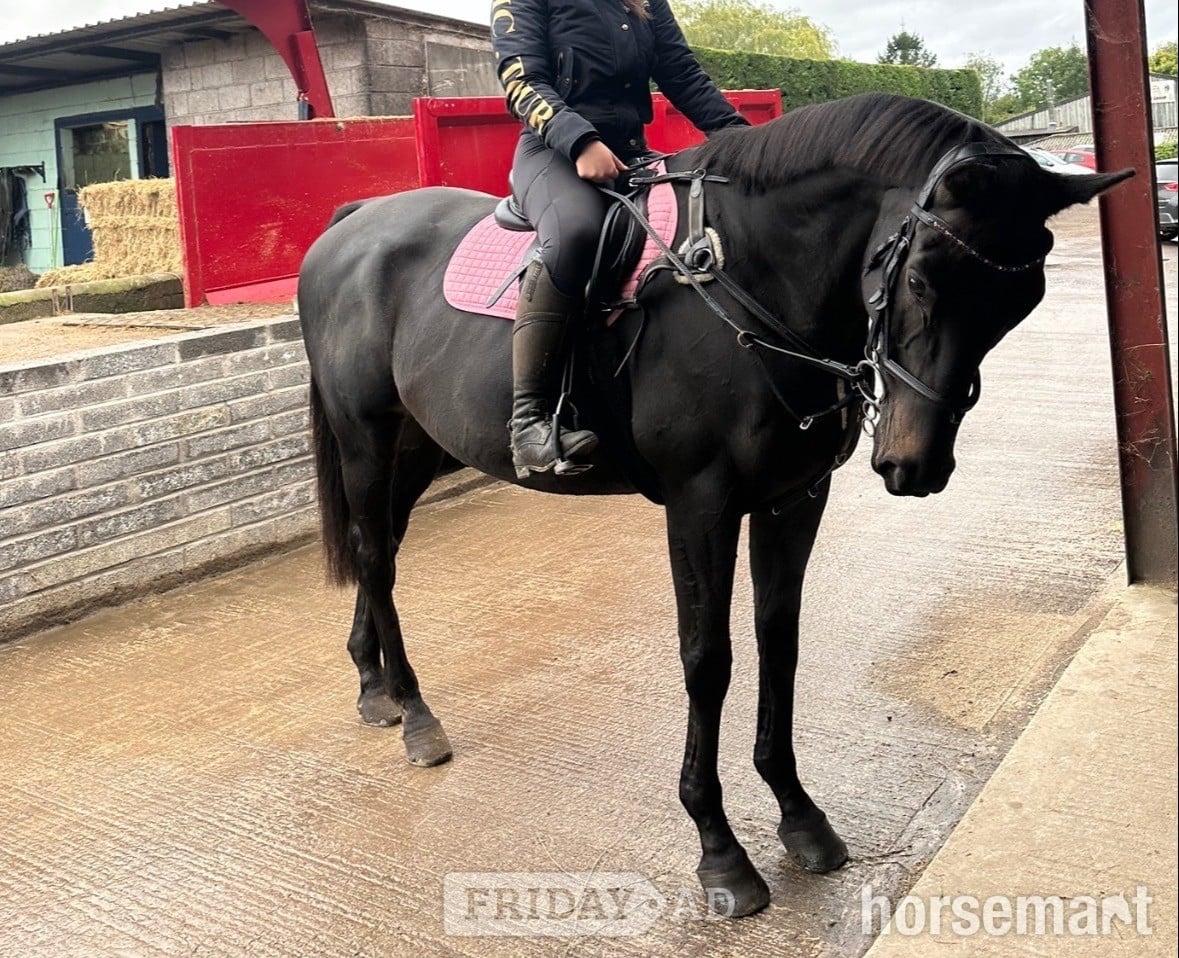 Bath "Bentley " Dark Brown Gelding Ex Racehorse