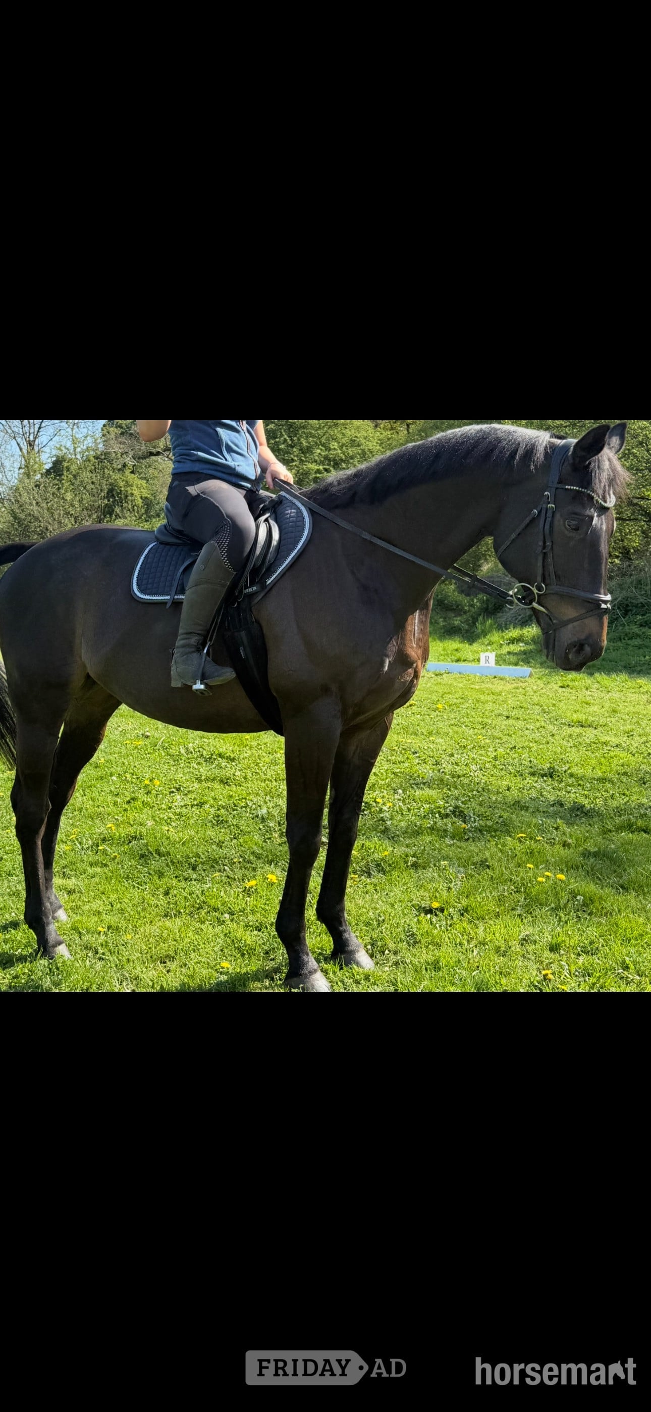 "Bentley " Dark Brown Gelding Ex Racehorse in Bath