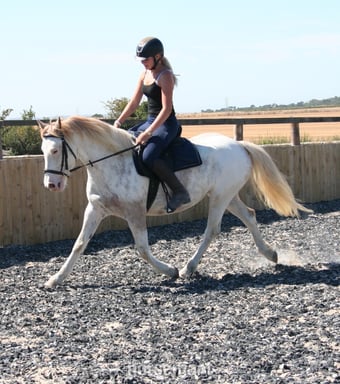 "✨Delilah ✨" Other Colour Mare Project Horse