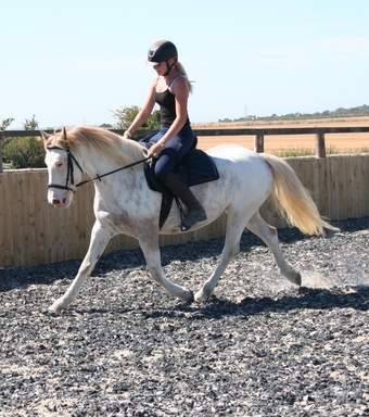 "✨Delilah ✨" Other Colour Mare Project Horse