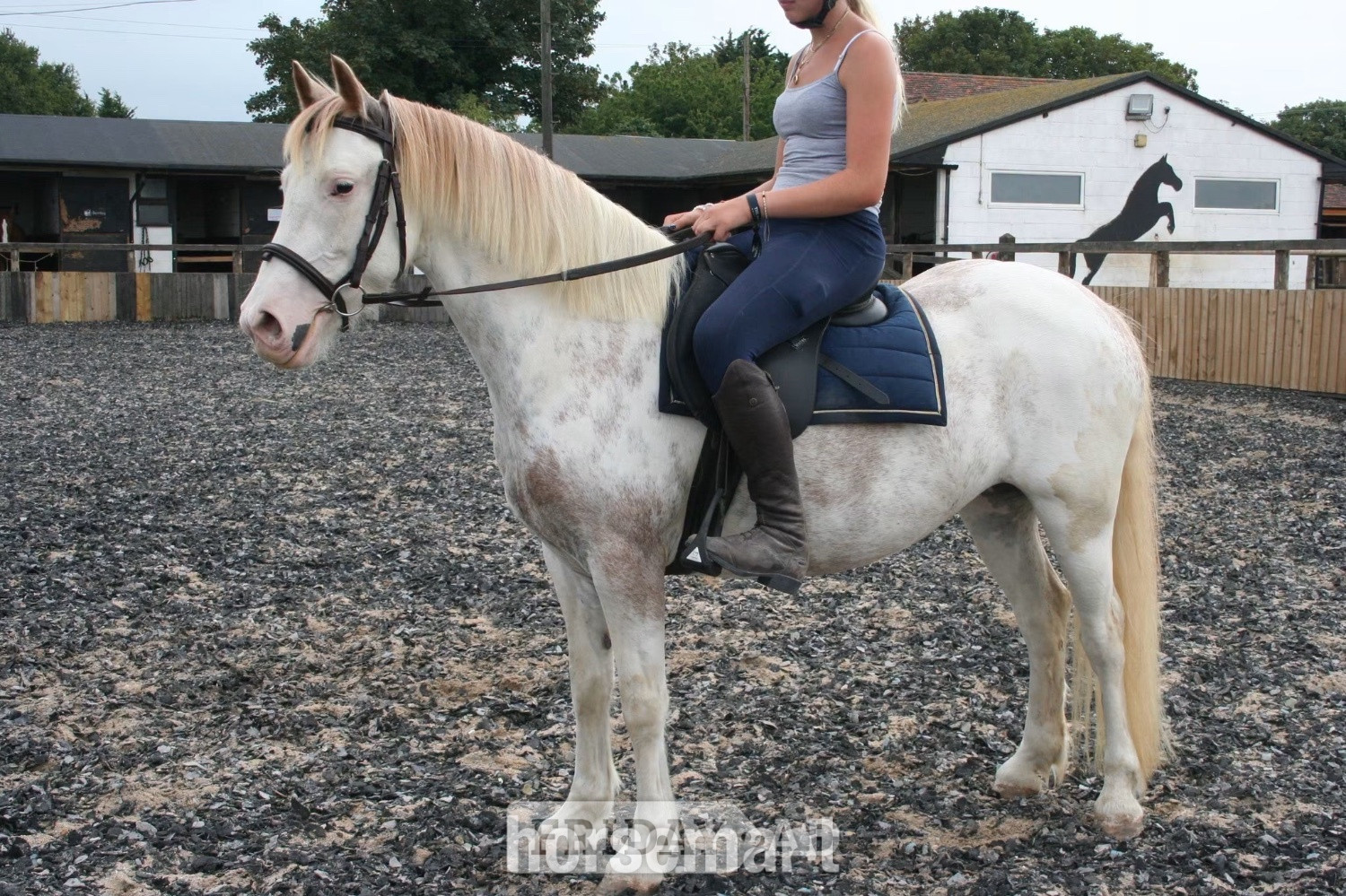 "✨Delilah ✨" Other Colour Mare Project Horse - Horses in Manston