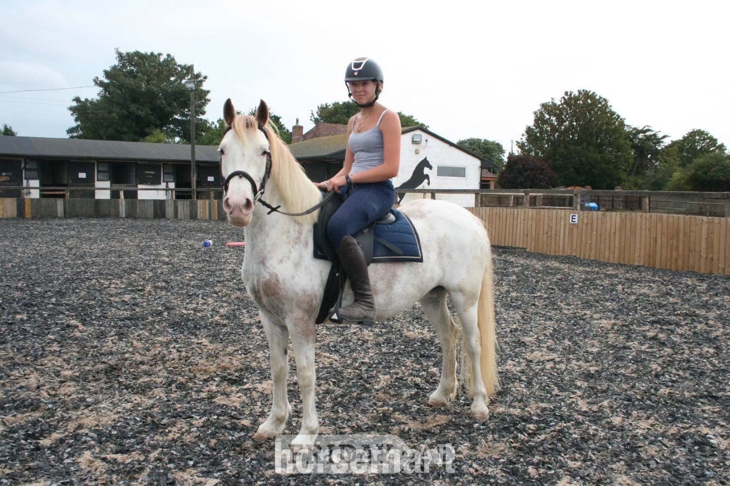 "✨Delilah ✨" Other Colour Mare Project Horse - Horses