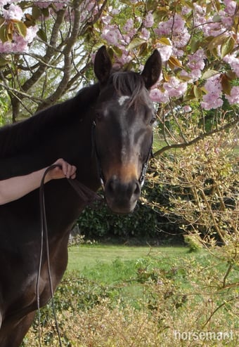 "Ciara" Dark Bay Mare Ex Racehorse