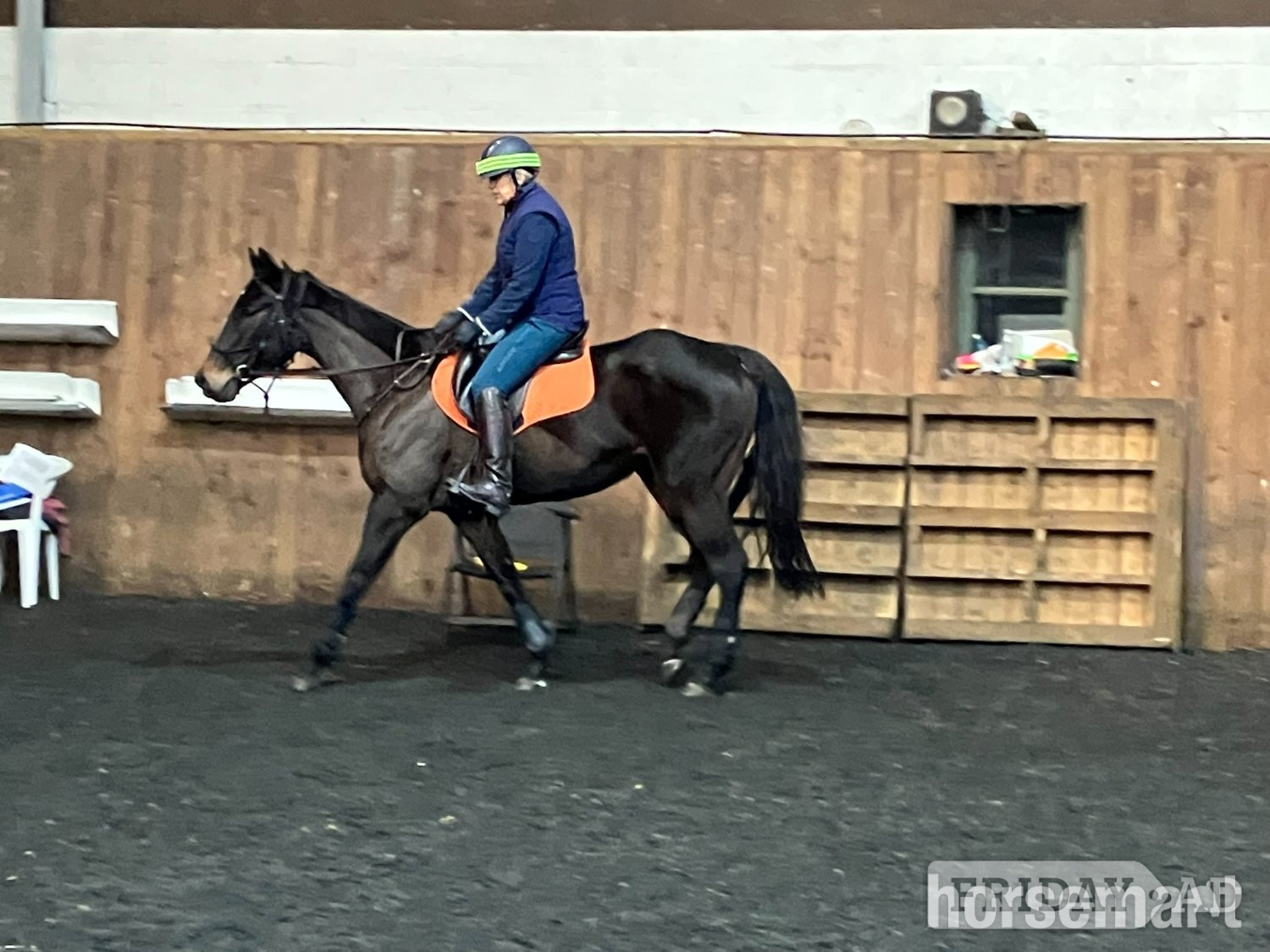 "Ciara" Dark Bay Mare Ex Racehorse