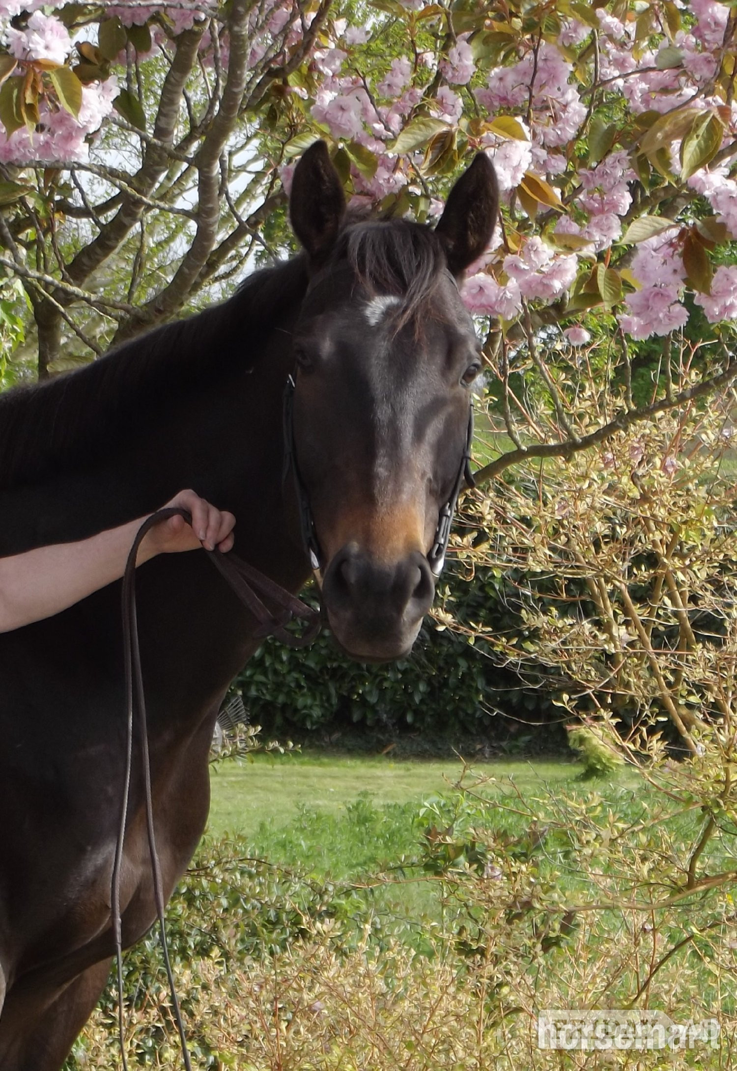 "Ciara" Dark Bay Mare Ex Racehorse in Pocklington