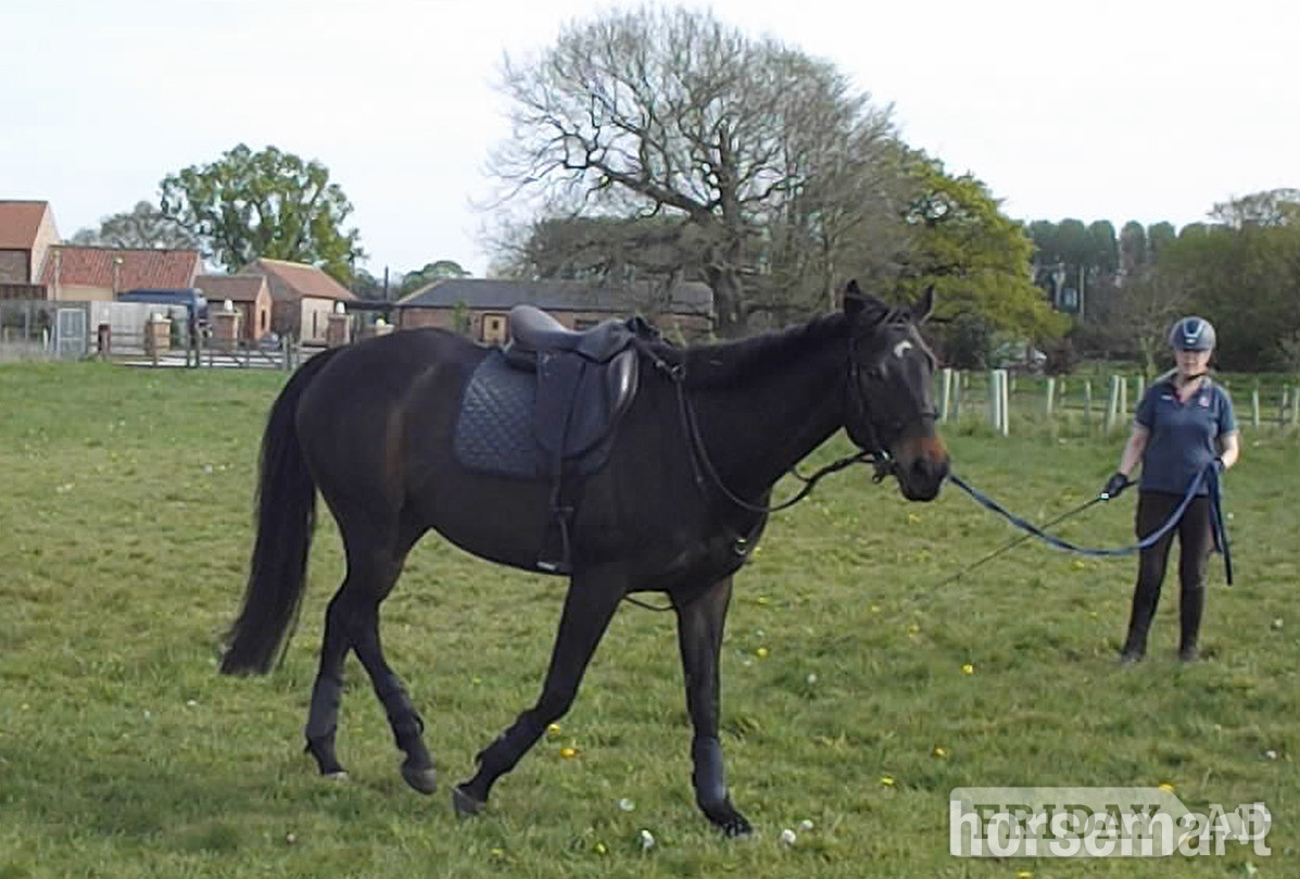"Ciara" Dark Bay Mare Ex Racehorse - Horses