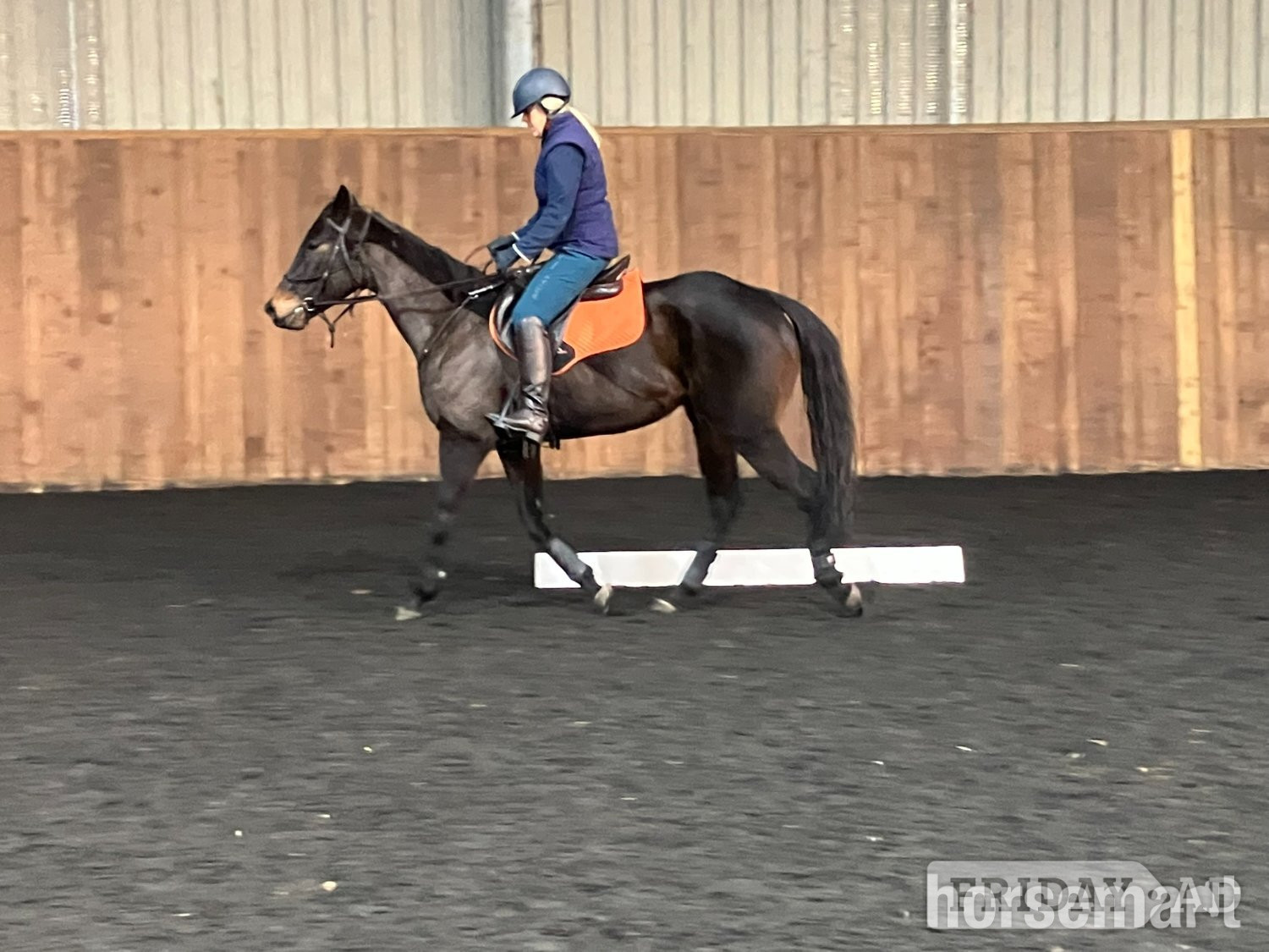 Pocklington "Ciara" Dark Bay Mare Ex Racehorse