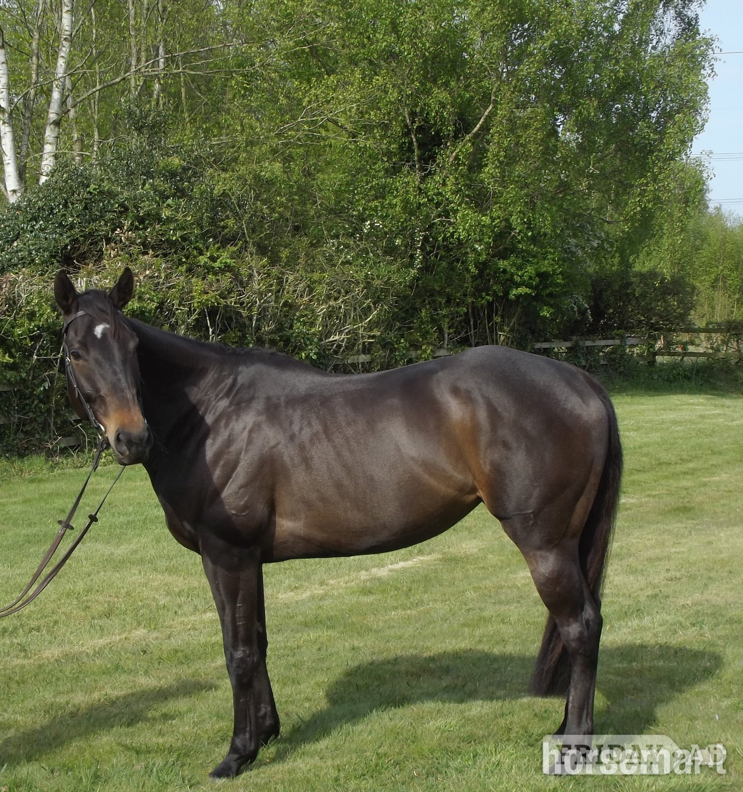 "Ciara" Dark Bay Mare Ex Racehorse - Horses in Pocklington