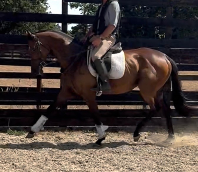 "SAINT " Bay Gelding Ex Racehorse