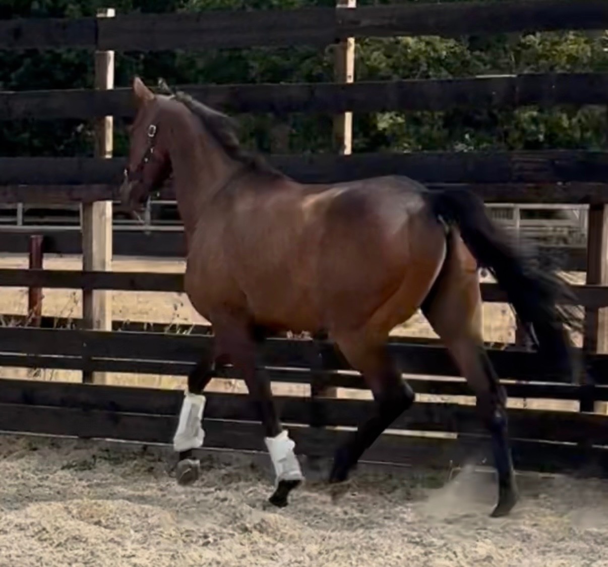 Newbury "SAINT " Bay Gelding Ex Racehorse