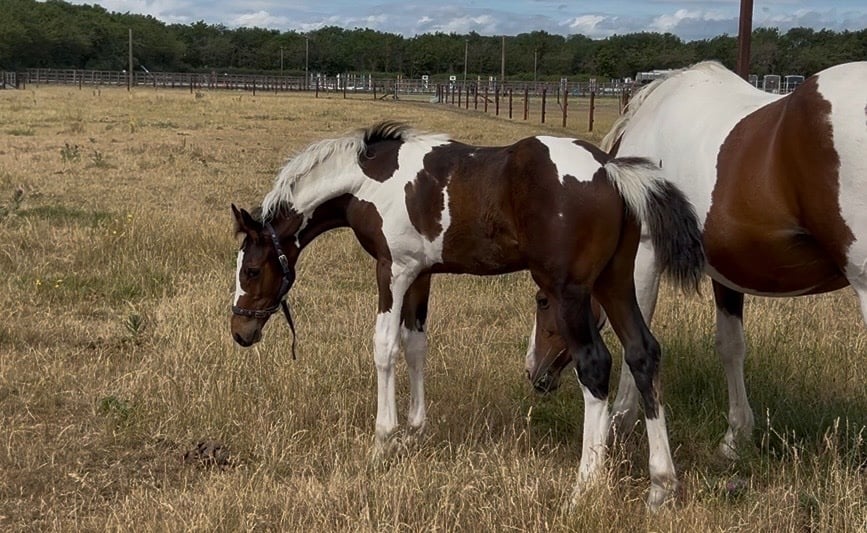 Reading "Unnamed" Skewbald Colt Youngstock / Foal