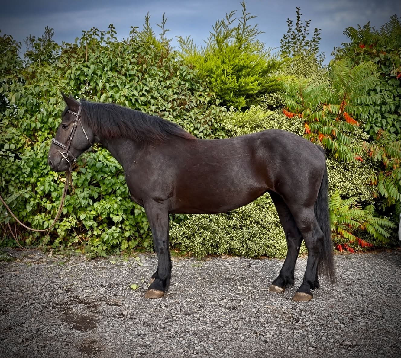 "Buttercup " Black Mare Cob/Heavy Horse