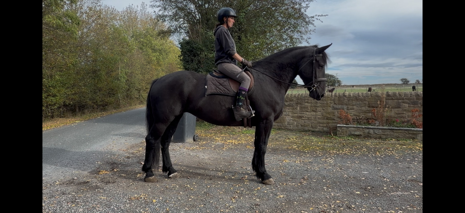 Goole "Buttercup " Black Mare Cob/Heavy Horse