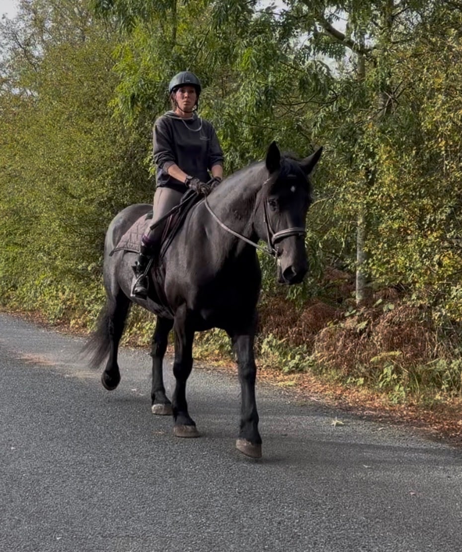 "Buttercup " Black Mare Cob/Heavy Horse - Horses in Goole