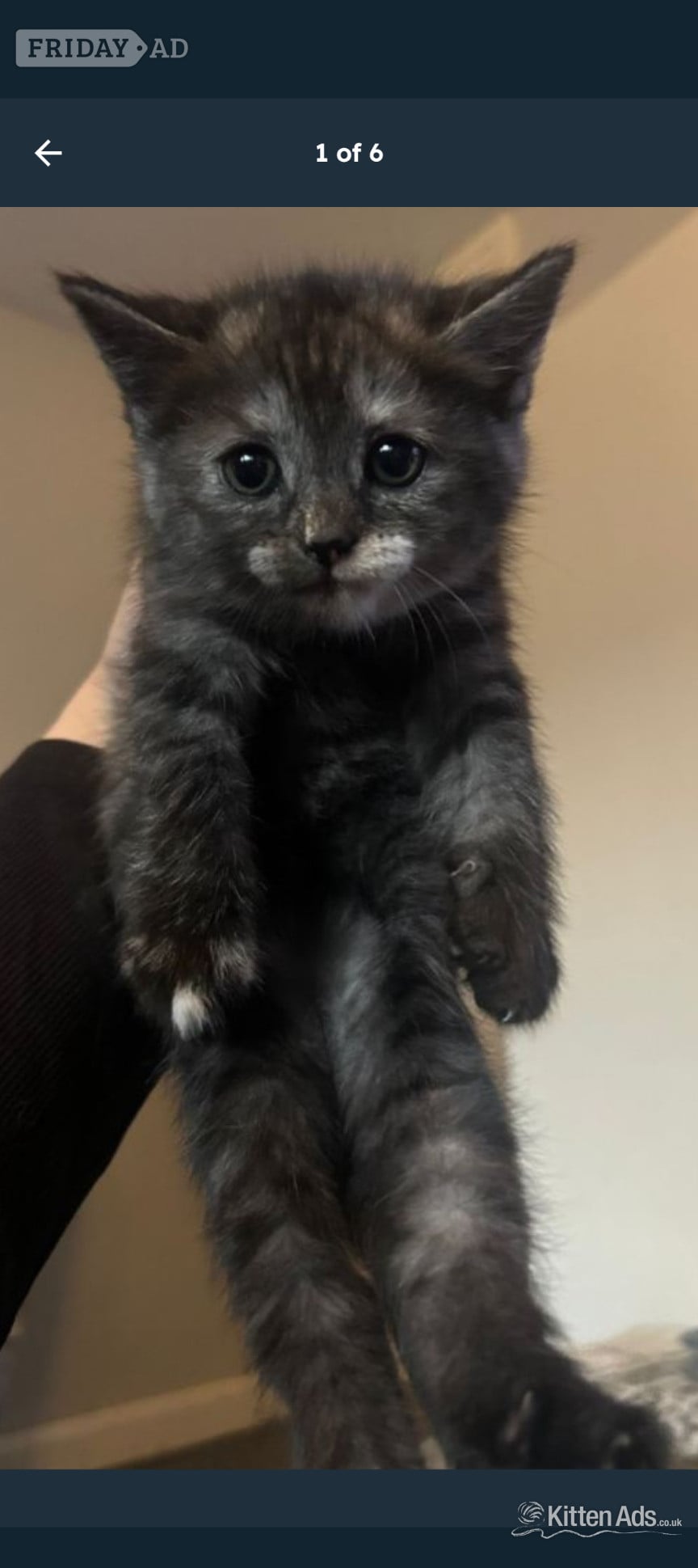 Persian kitten for sale in London