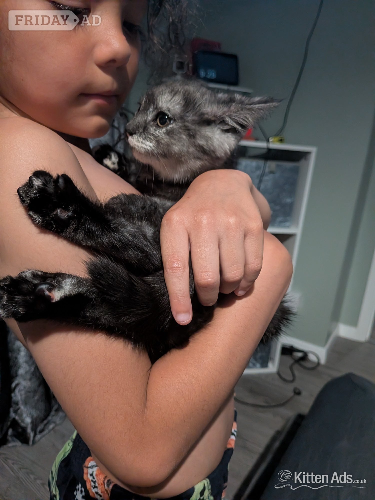 Persian kitten for sale