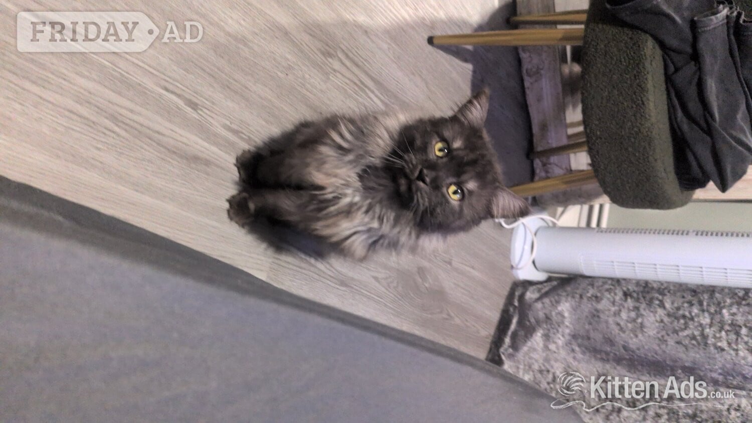 London Persian kitten for sale