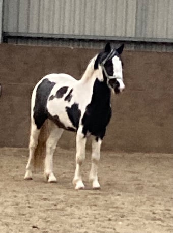 "Oreo" Coloured Colt Coloured
