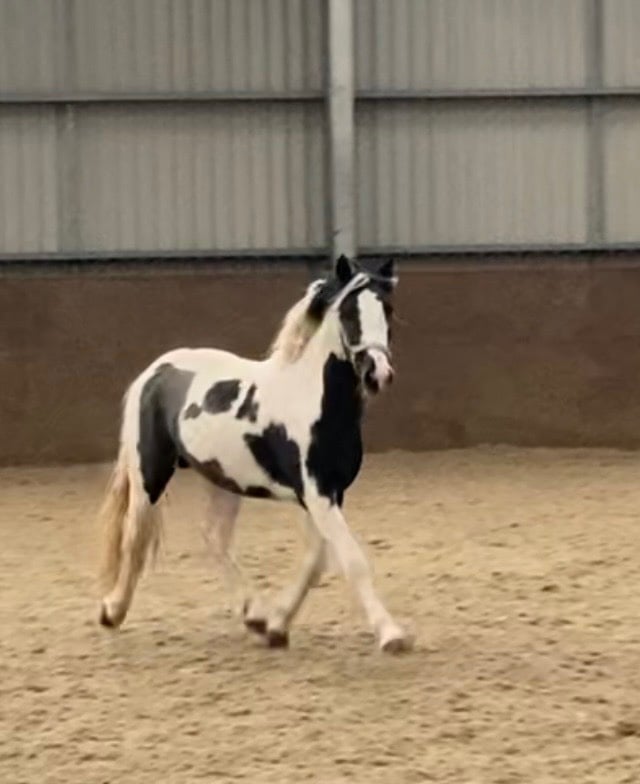 "Oreo" Coloured Colt Coloured