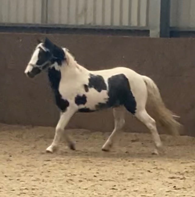 Clitheroe "Oreo" Coloured Colt Coloured