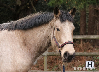 "Bramble " Buckskin Mare All Rounder